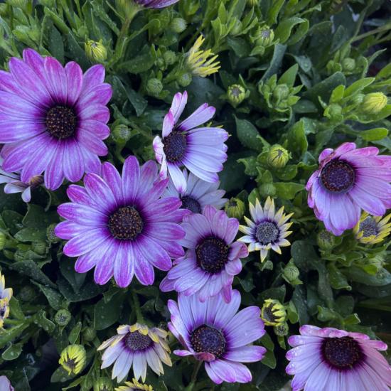 EF9C972A-27D6-475B-9BD1-6EDBB5AC870F